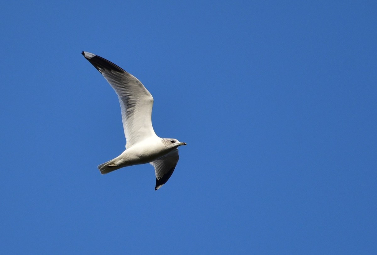 海鸥、飞行、天空免费图片