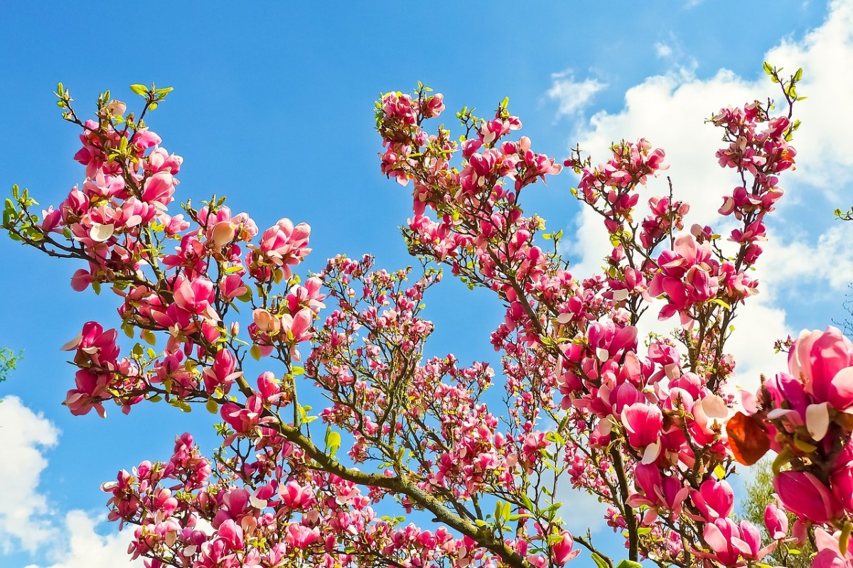 玉兰树上美丽的玉兰花免费图片