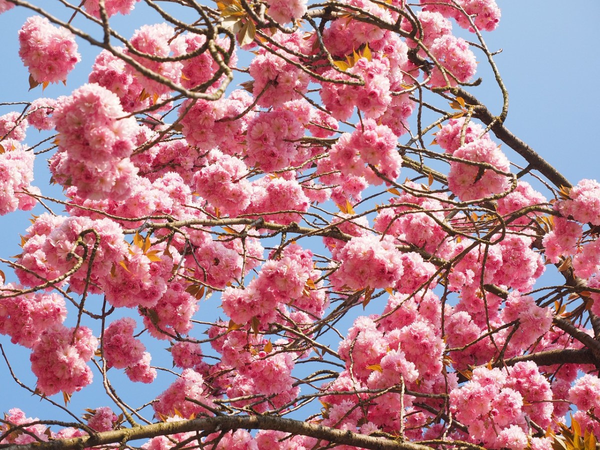 天阳光下的粉色观赏樱花免费图片
