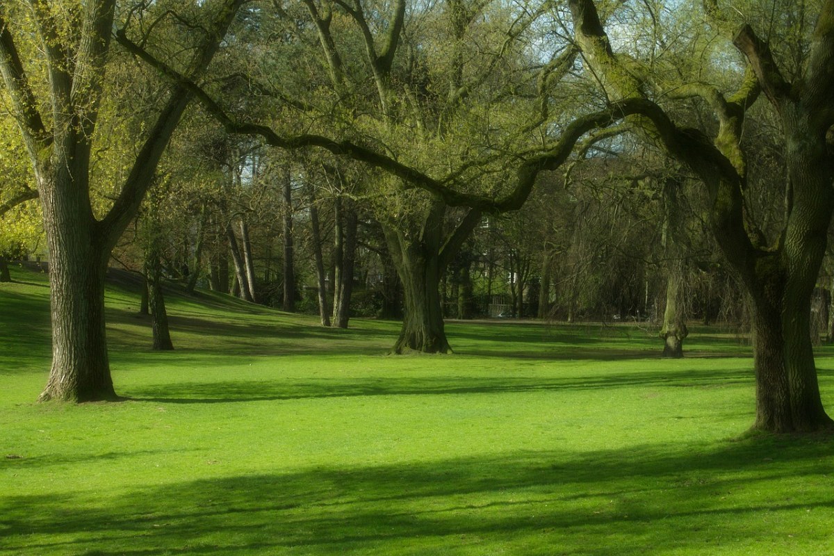 公园春天草坪上的大树免费图片