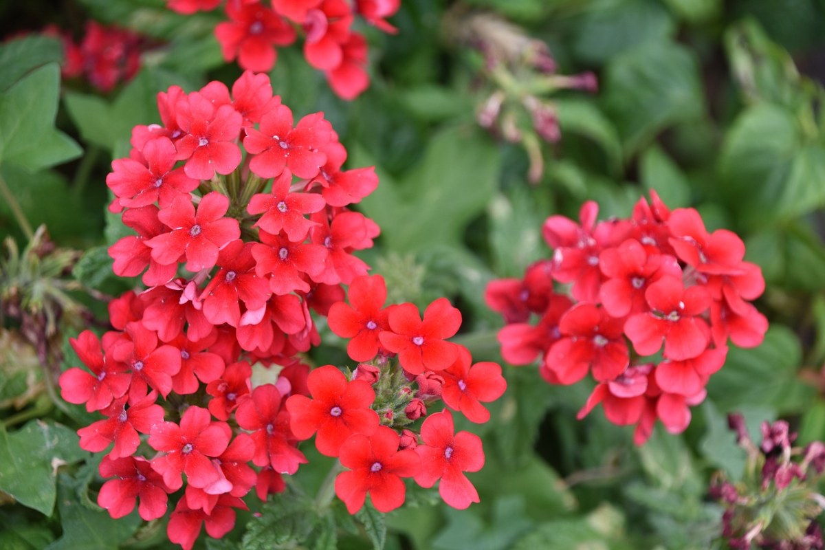 红花、花卉、植物免费图片