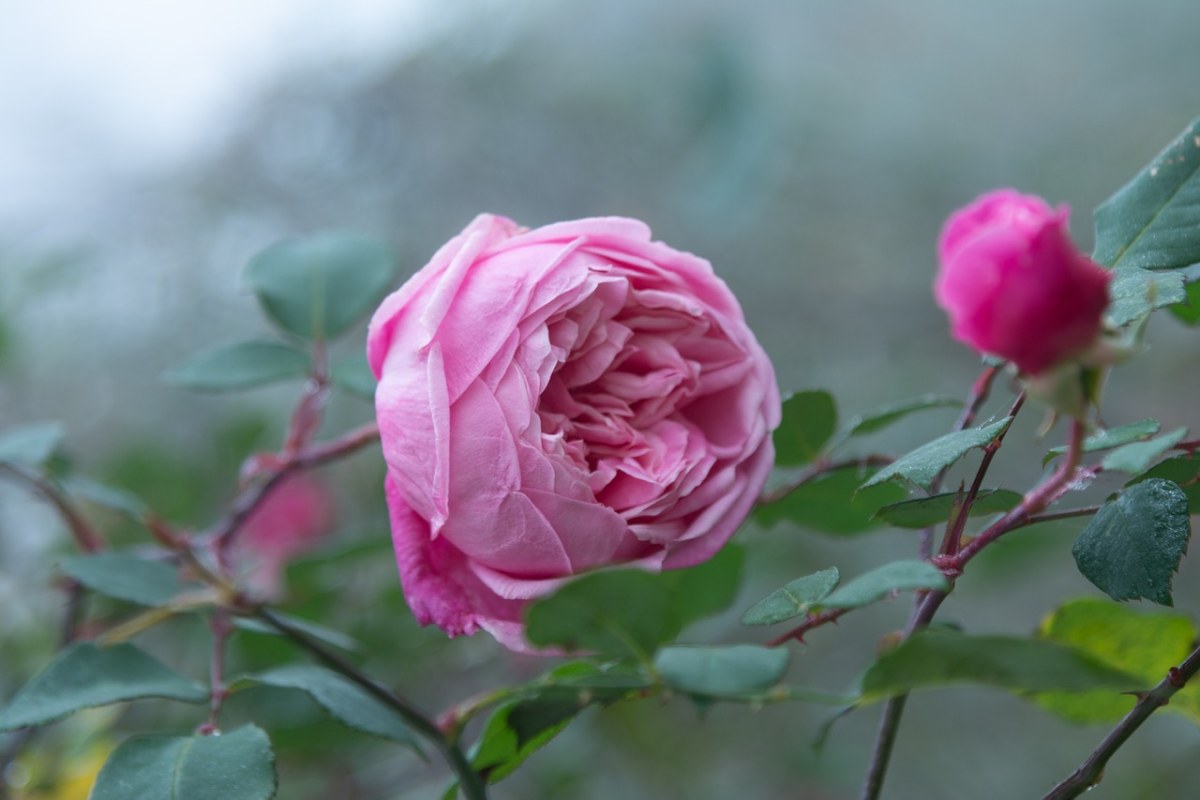 玫瑰、花、小花的粉红色免费图片