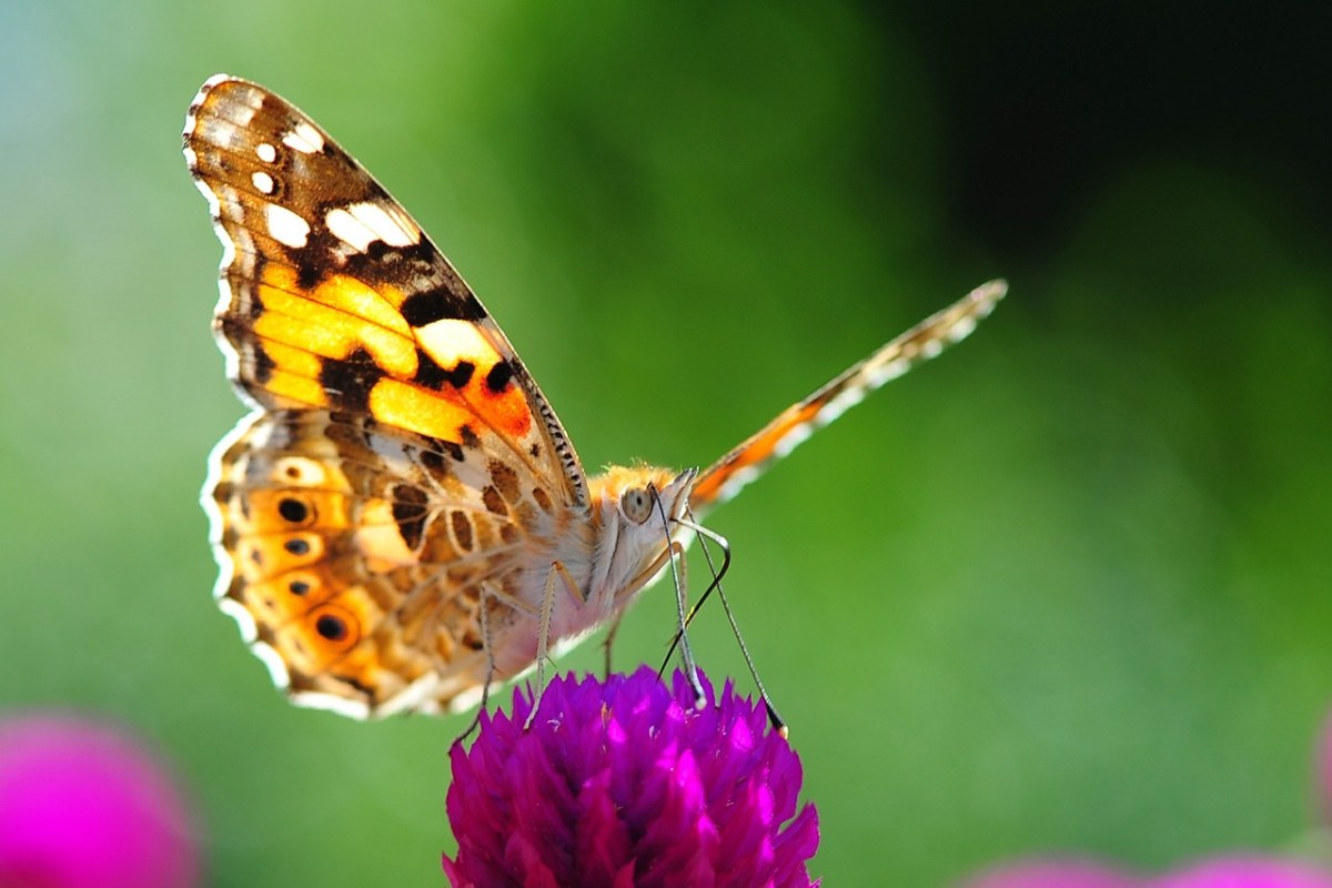 虎斑蝶采花免费图片
