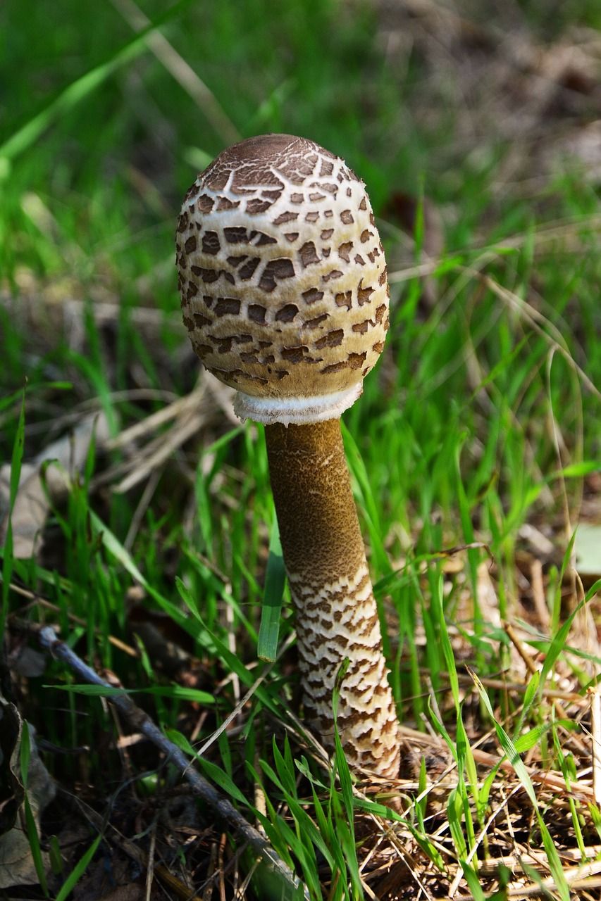 美国巨型蘑菇图片