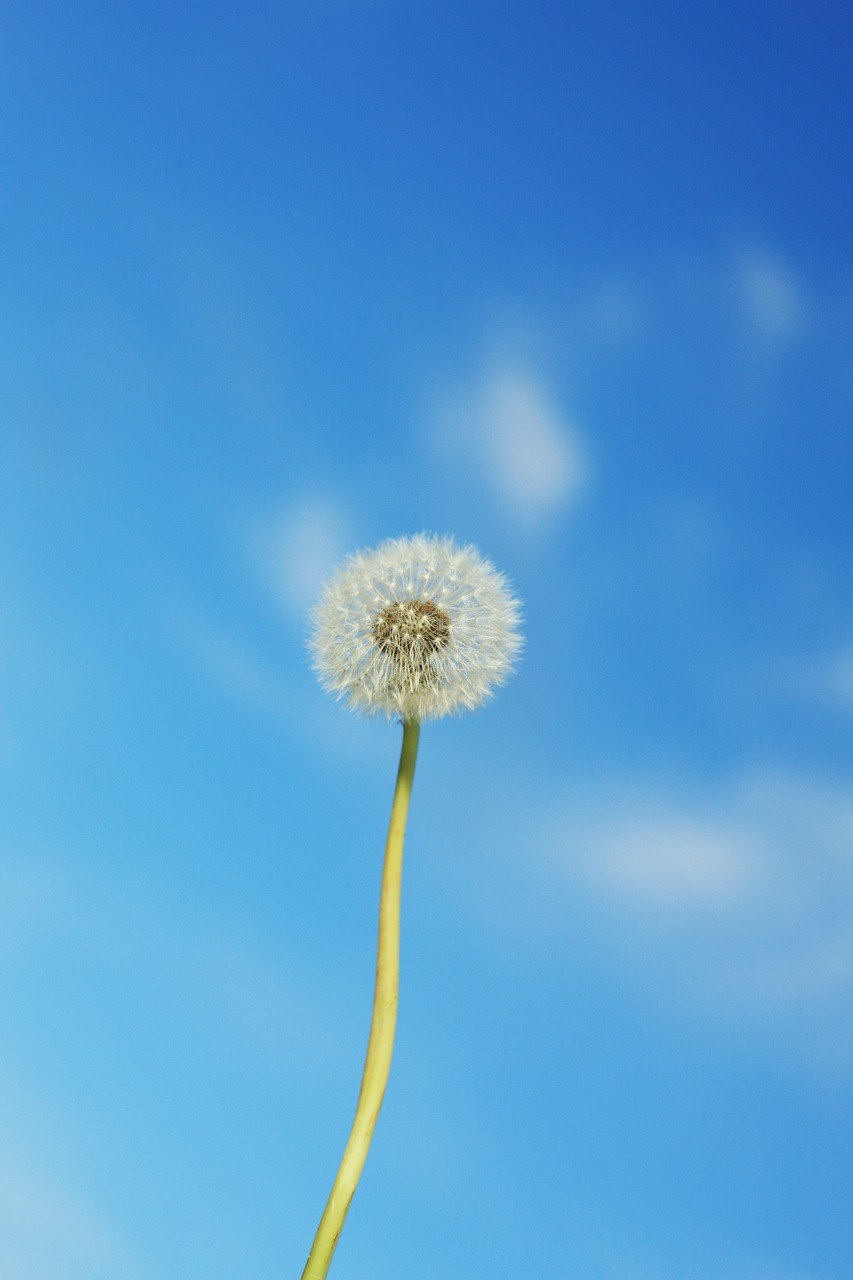 蒲公英、花、厂免费图片