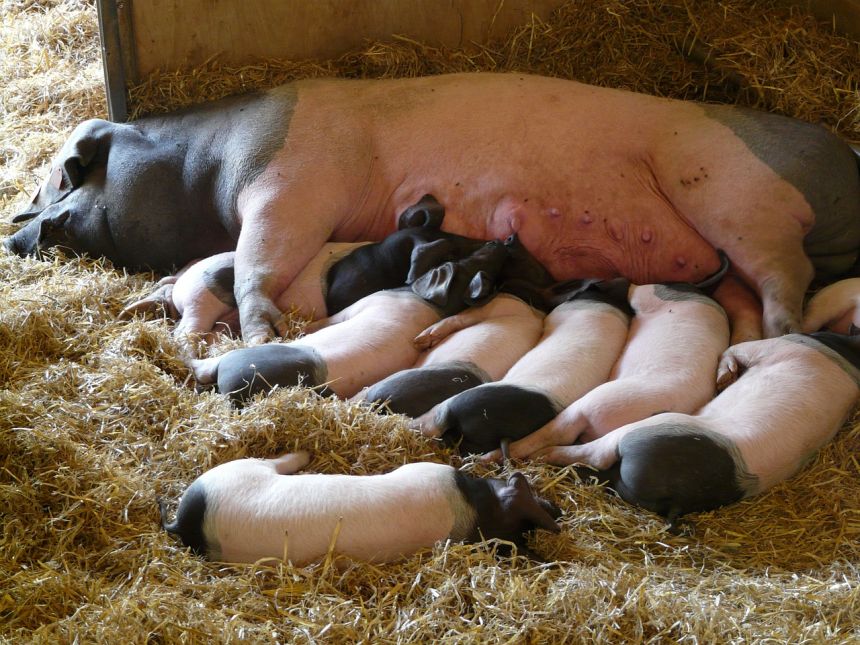 猪舍的母猪与小猪仔