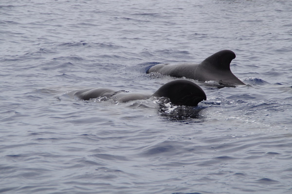 鲸鱼、领航鲸、海洋哺乳动物免费图片