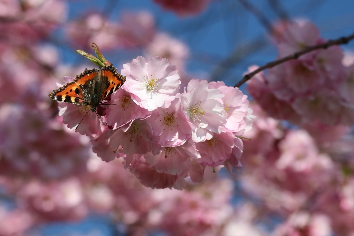 蝴蝶,开花,日本樱花