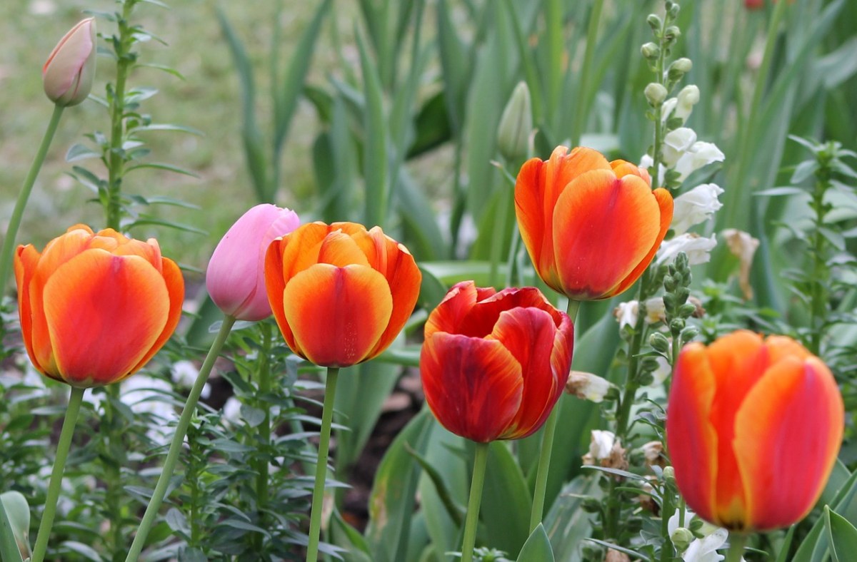 郁金香、春、花的免费图片
