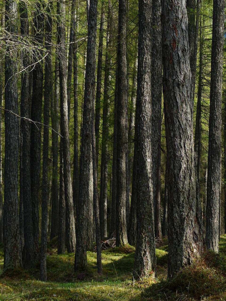 落叶松林,森林,落叶松