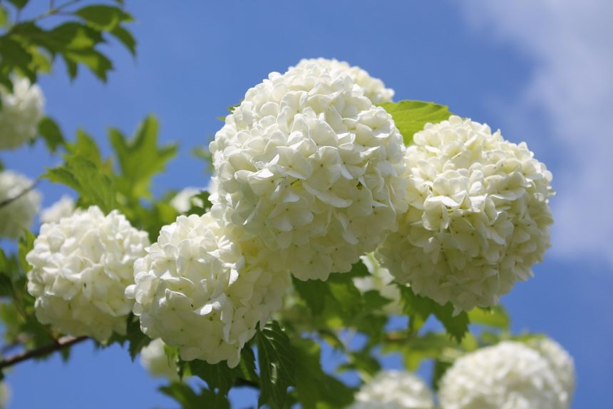 雪球花花园