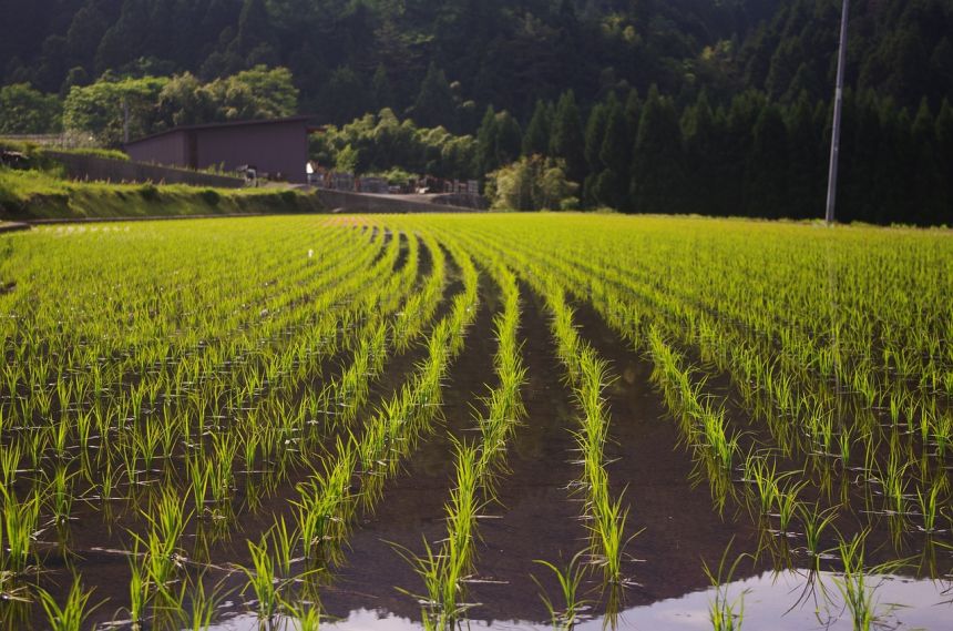 水稻,水稻种植