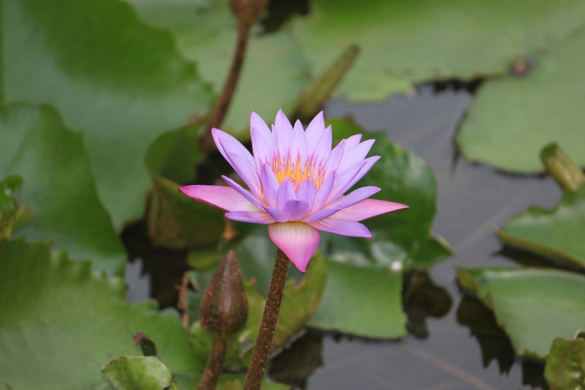 莲花、睡莲、花免费图片