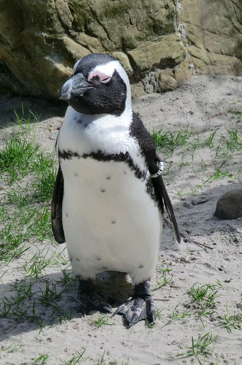 性质,企鹅,动物园