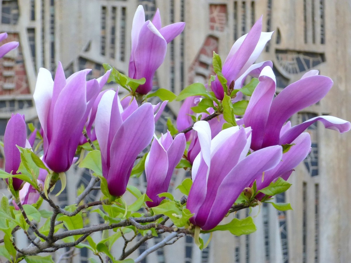 紫色的玉兰花免费图片