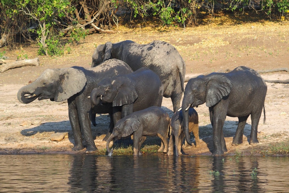 大象、博茨瓦纳免费图片