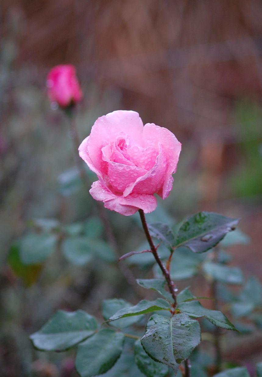 玫瑰,雨滴玫瑰,花