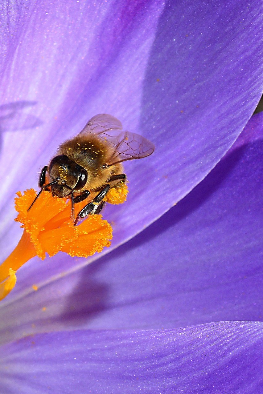 番红花花蕊上的蜜蜂免费图片