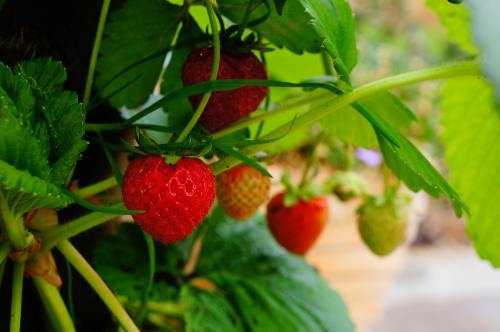 草莓、水果、植物