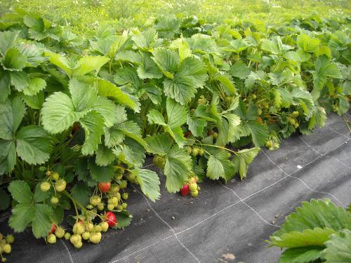 草莓种植园的草莓苗植物图片