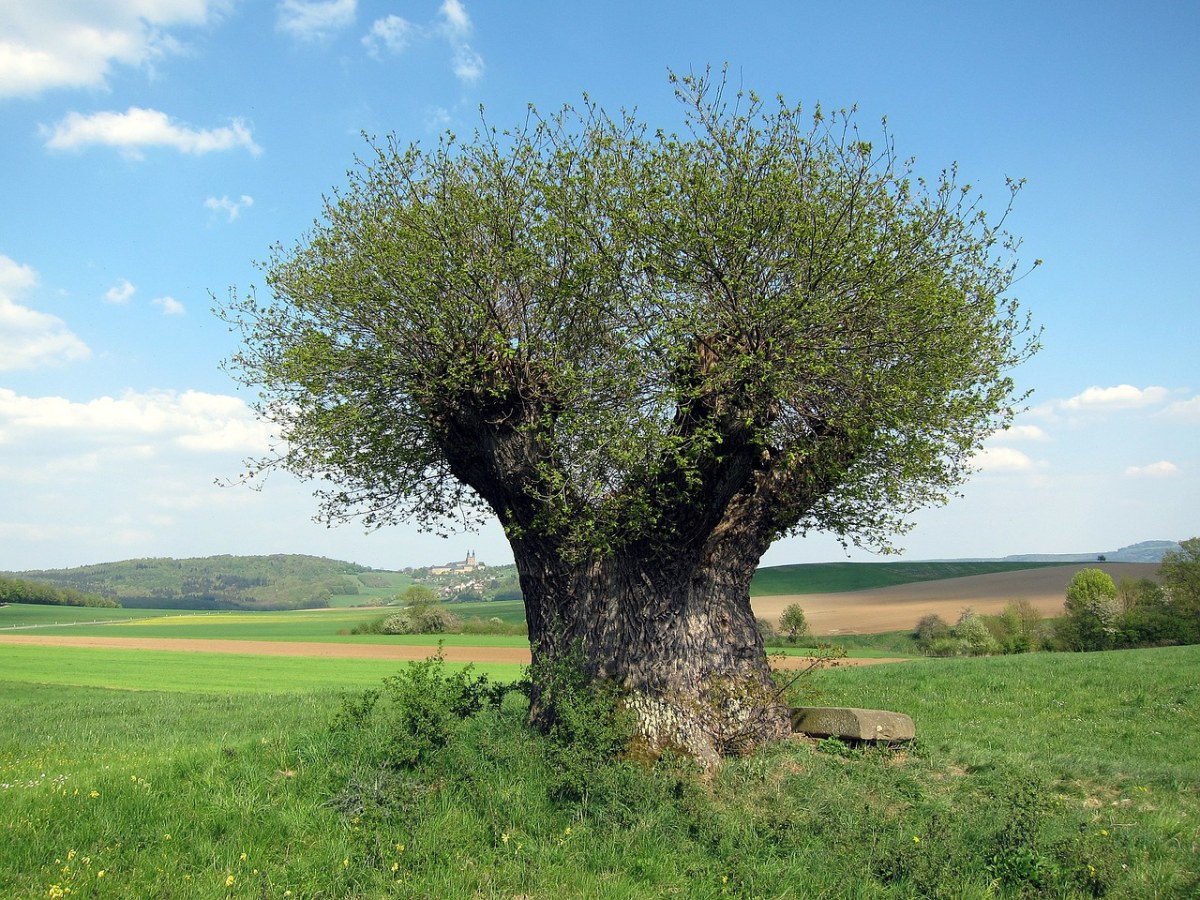 德国国树图片