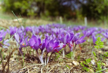 藏红花、秋天、香料