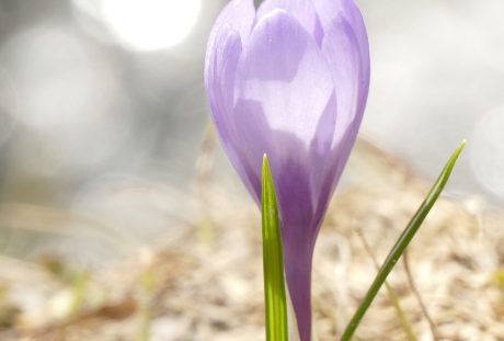 性质、厂、花