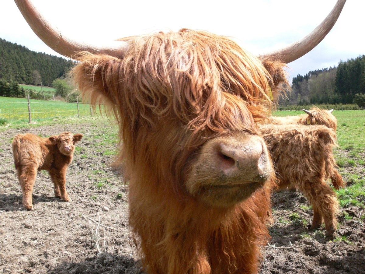 Highlandrind、牛、年轻的动物免费图片
