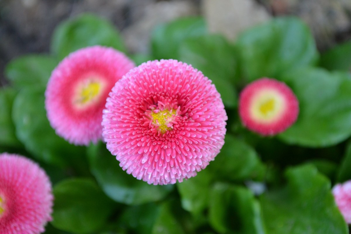 粉色的雏菊花朵免费图片