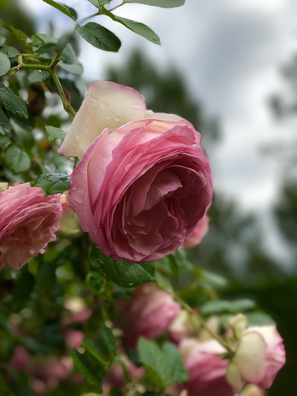 玫瑰、花、花的免费图片