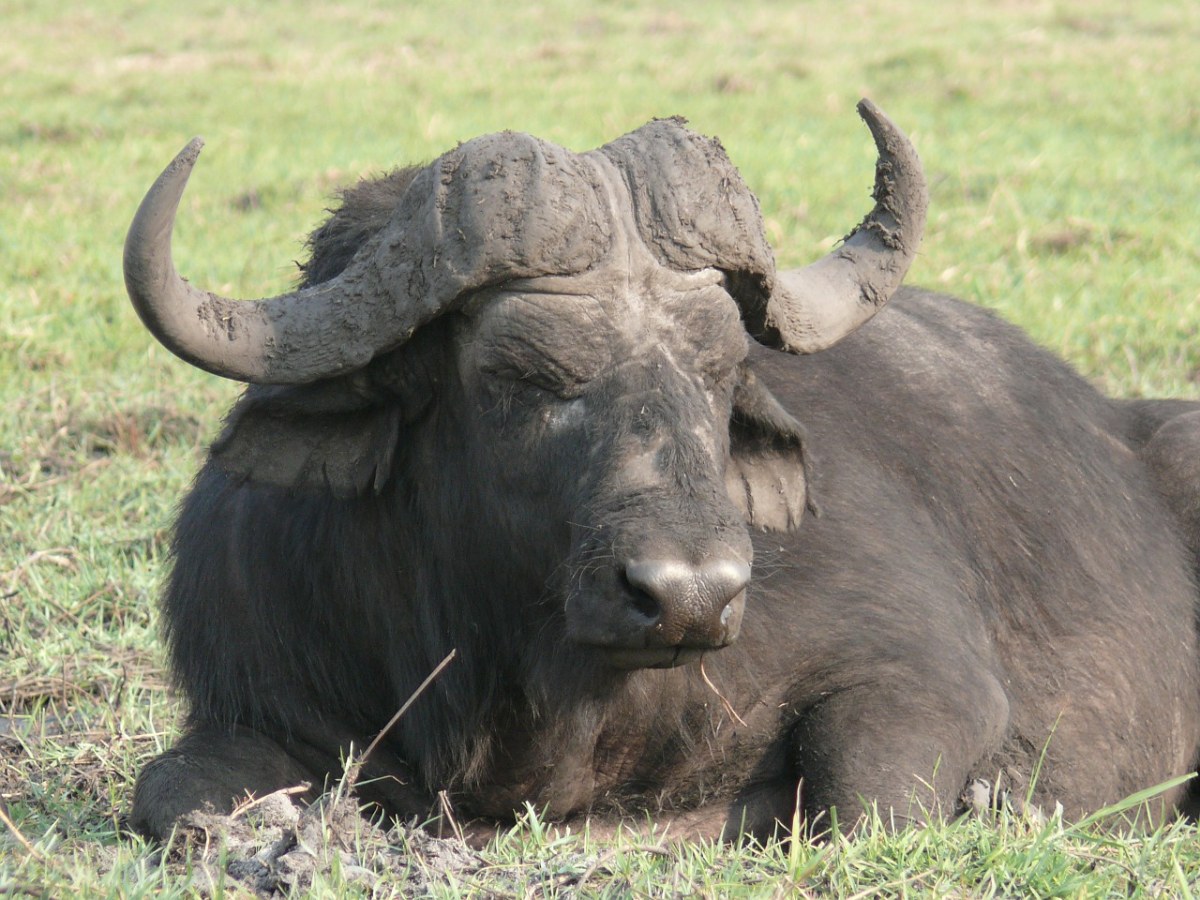 水牛、野生动物园、非洲免费图片