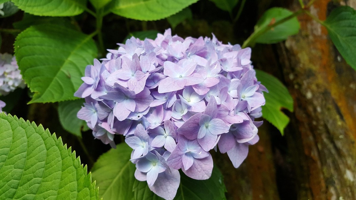 一朵淡紫色的绣球花免费图片