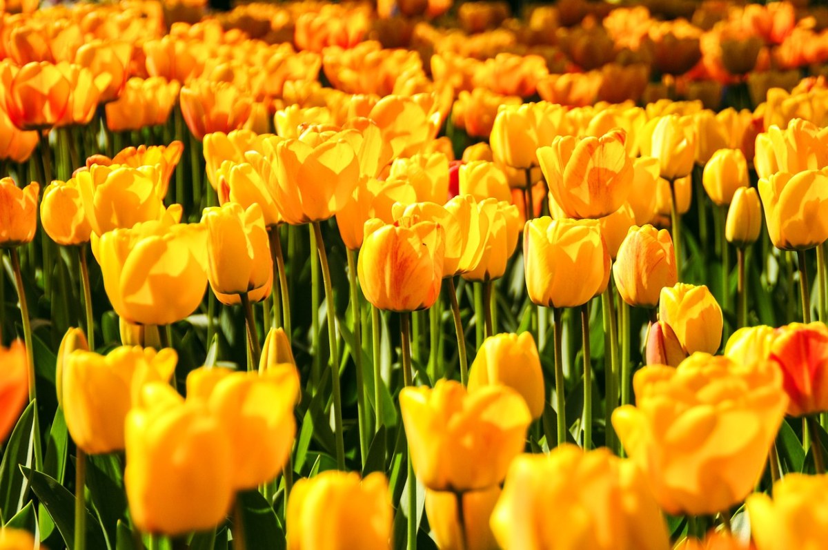 鲜花、黄色、植物免费图片