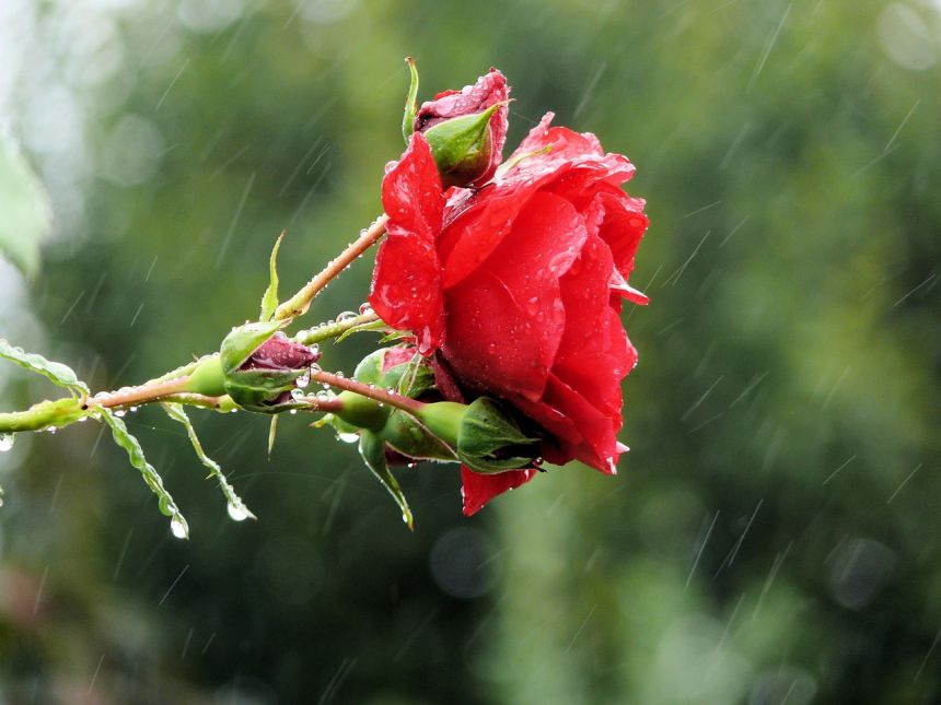 玫瑰,鲜花,雨