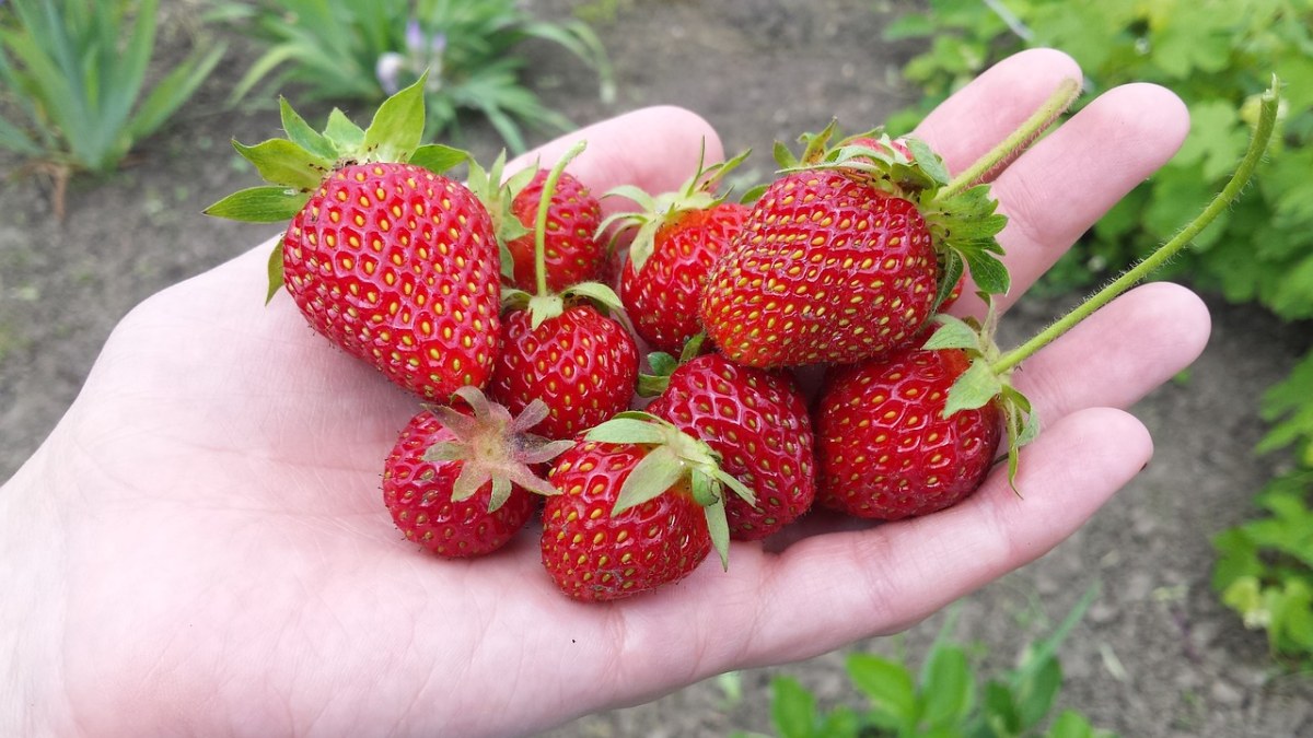 草莓、莓果、夏季免费图片