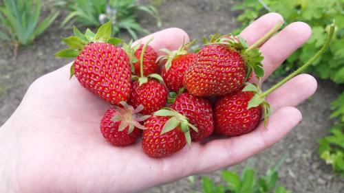 草莓、莓果、夏季
