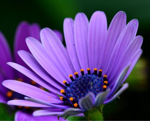 紫色的瓜叶菊