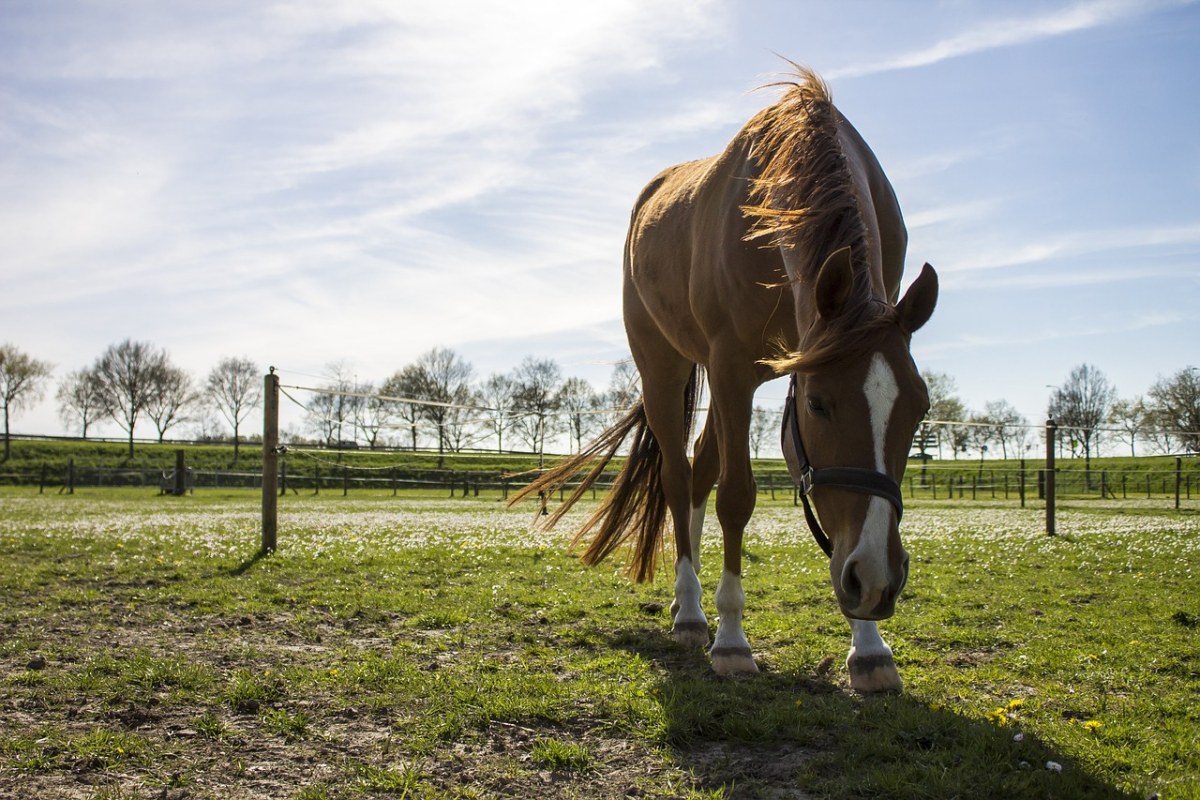 牧场草地上的棕色马匹图片免费图片
