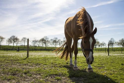牧场草地上的棕色马匹图片