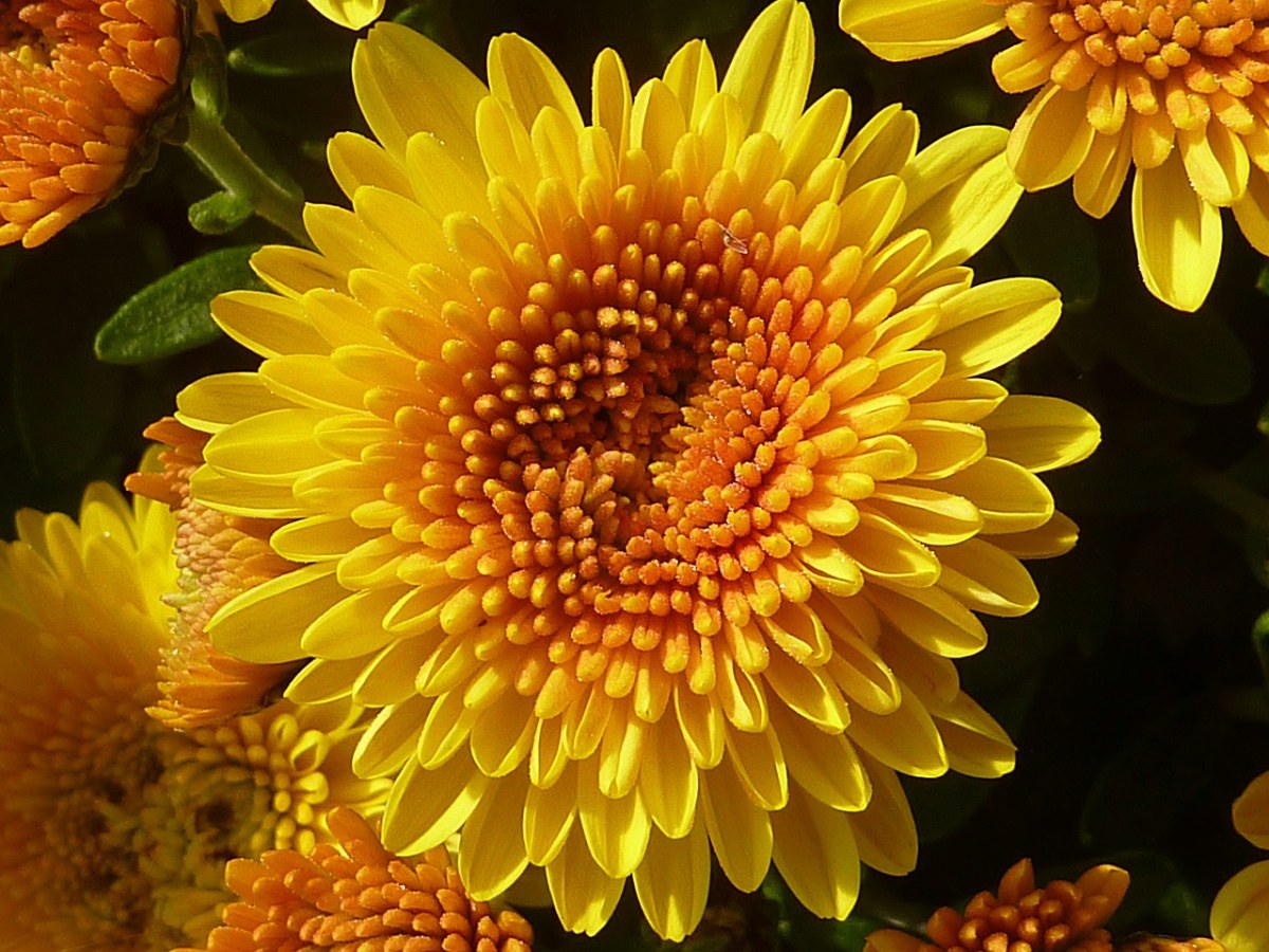 黄色的菊花花朵免费图片