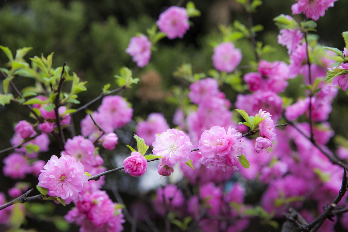 粉色的花朵免费图片