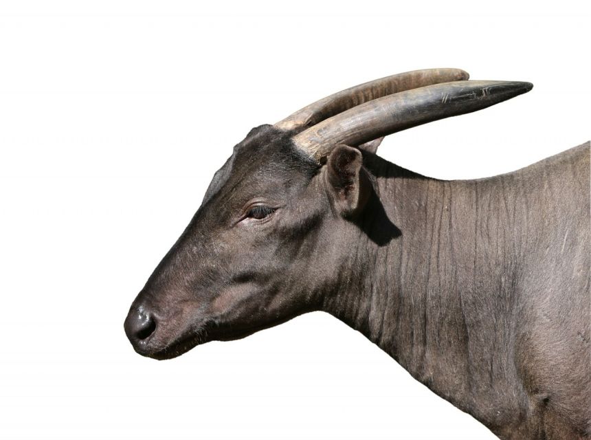 低地anoa侏儒水牛