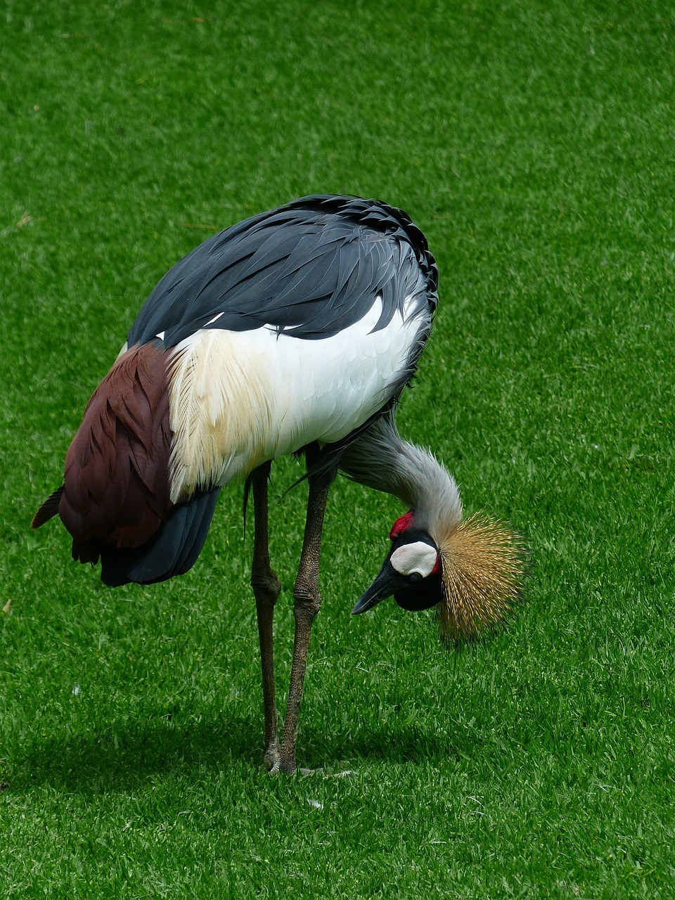 草地上的灰冠鹤免费图片