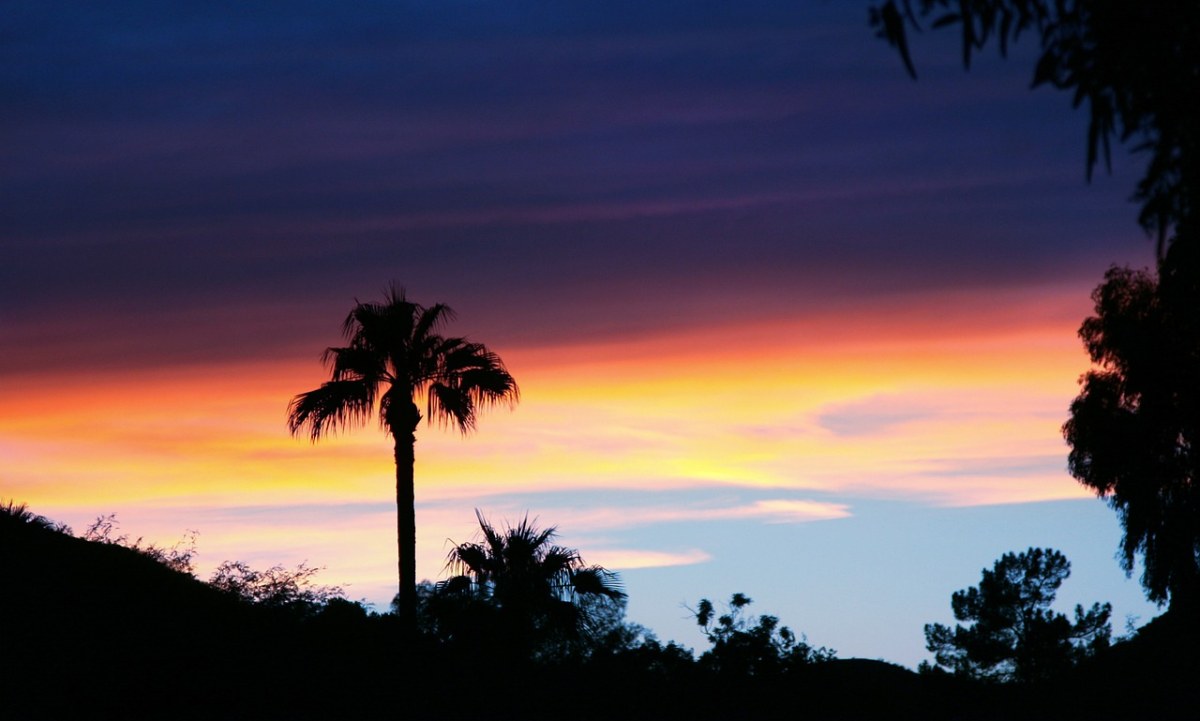 天空、日落、棕榈免费图片