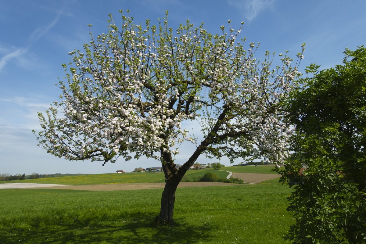 春天草地上开花的果树免费图片