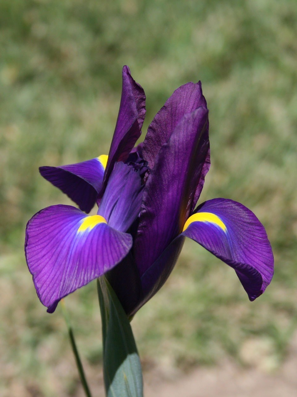 鸢尾花、花、紫罗兰色免费图片