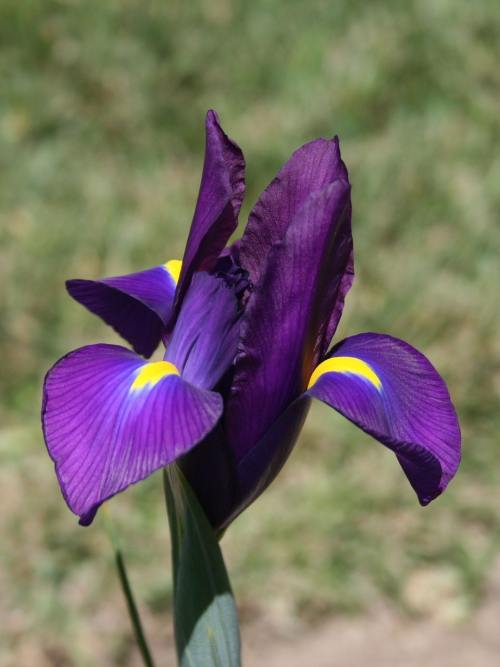 鸢尾花、花、紫罗兰色
