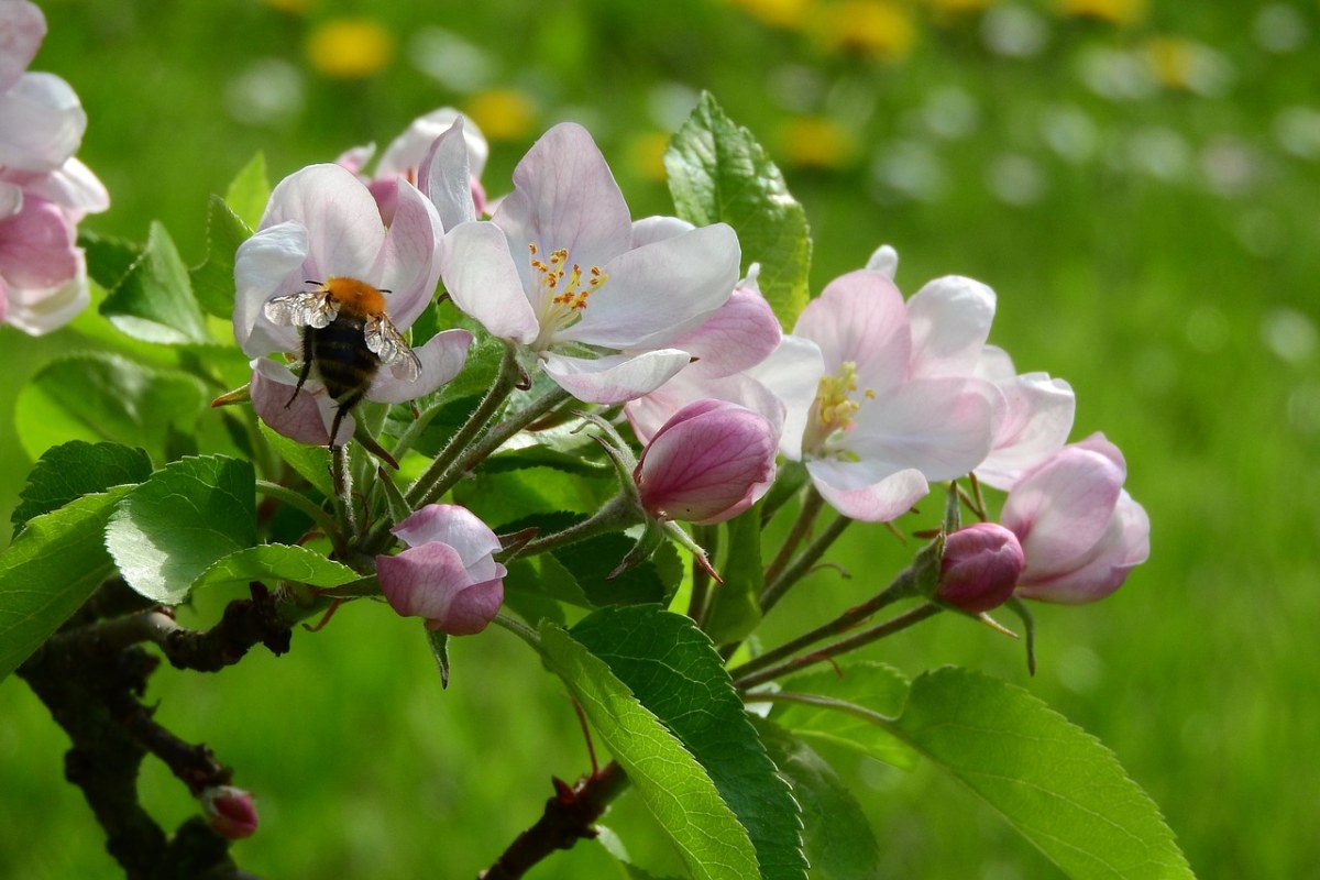 苹果花