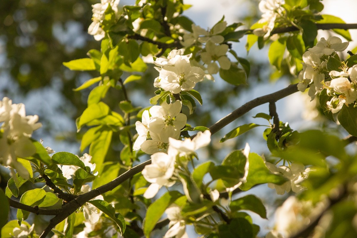 阳光下的白色海棠花免费图片