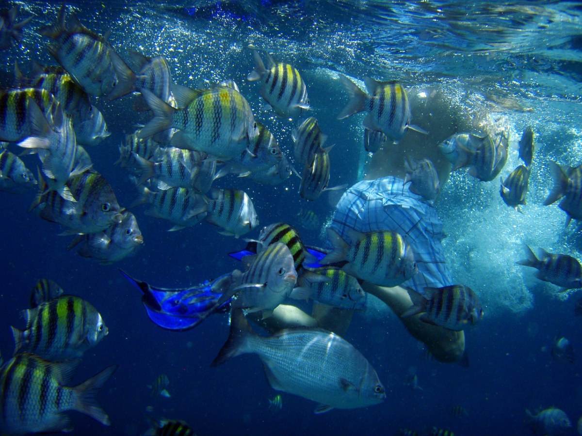 水下的热带鱼类免费图片